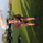 Hamidmiah_